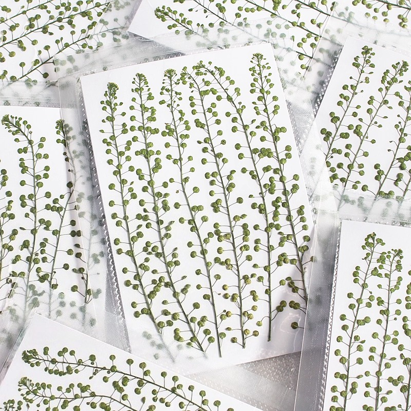 Pressed Flower Frame - Natural Color Green Bell Grass Pressed