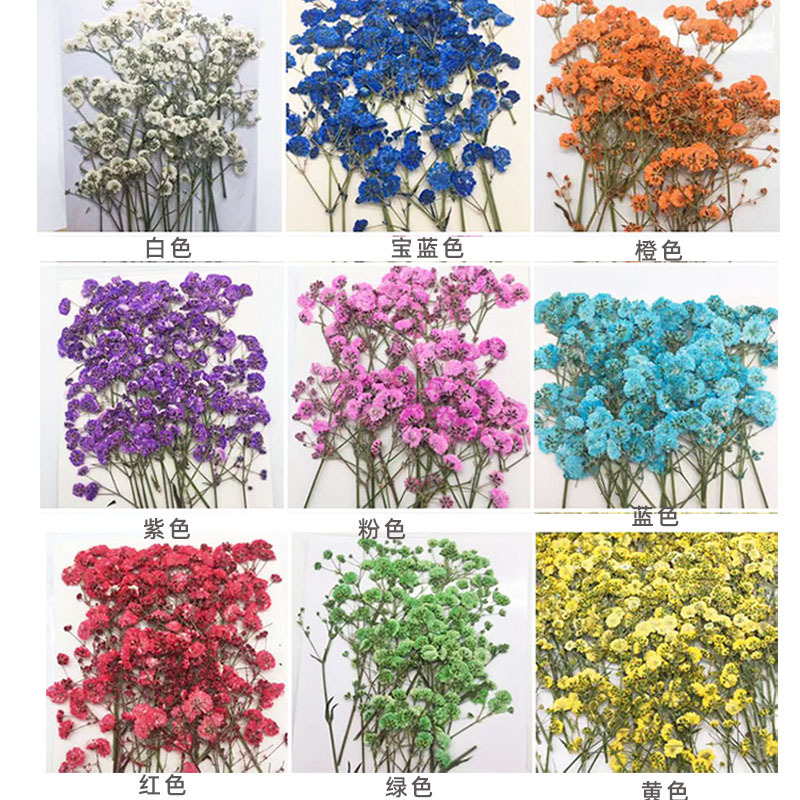 Pressed Flower Frame - 100 Pieces of Baby's Breath Plant
