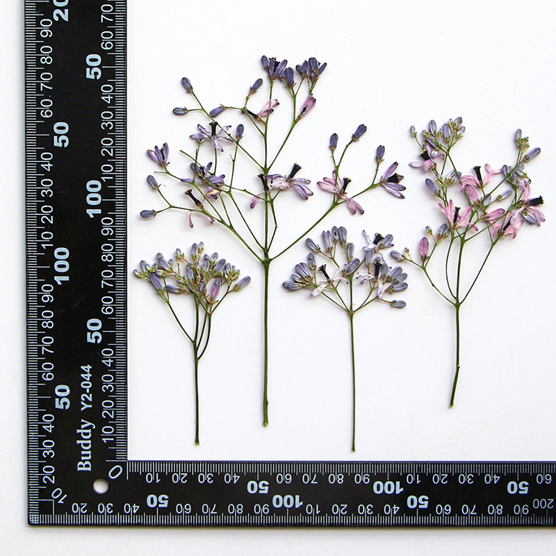 Pressed Flower Frame - 120pcs Pressed Dried Melia azedarach L