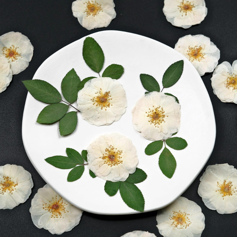 Pressed Flower Frame - 6pcs,9pcs,Nature White Rose Pressed Flowers DIY