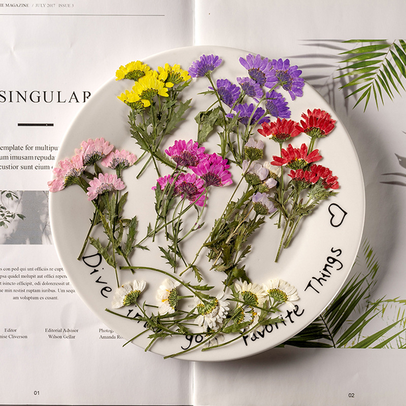 Pressed Flower Frame - 5-8cm/24pcs,Side pressed crystal chrysanthemum with branch,dried