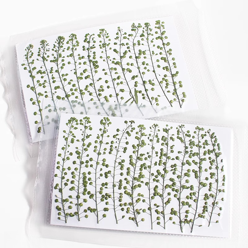 Natural Color Green Bell Grass - مراجعة Pressed Flower Frame وسعره