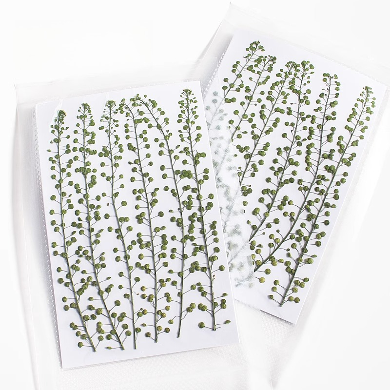 Natural Color Green Bell Grass - مراجعة Pressed Flower Frame وسعره
