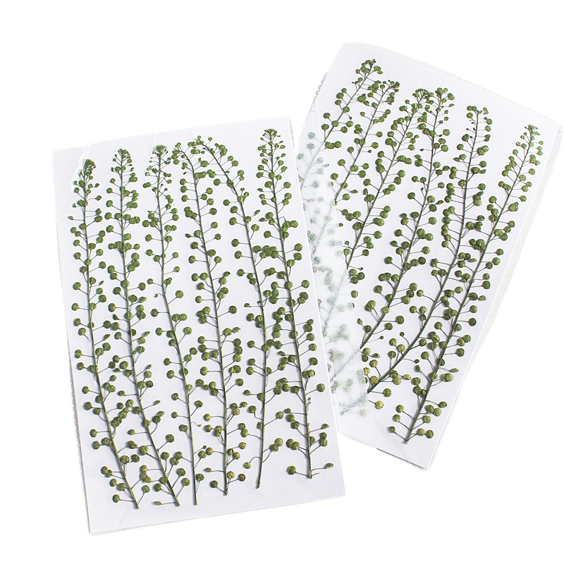 Natural Color Green Bell Grass - مراجعة Pressed Flower Frame وسعره