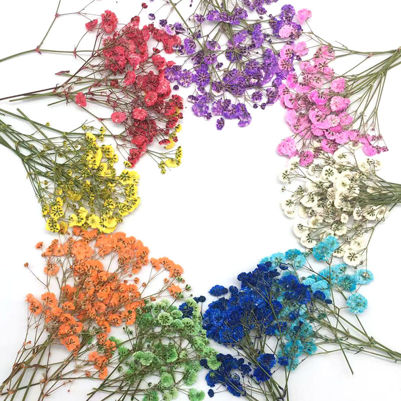 100 Pieces of Baby's Breath Pl - مراجعة Pressed Flower Frame وسعره