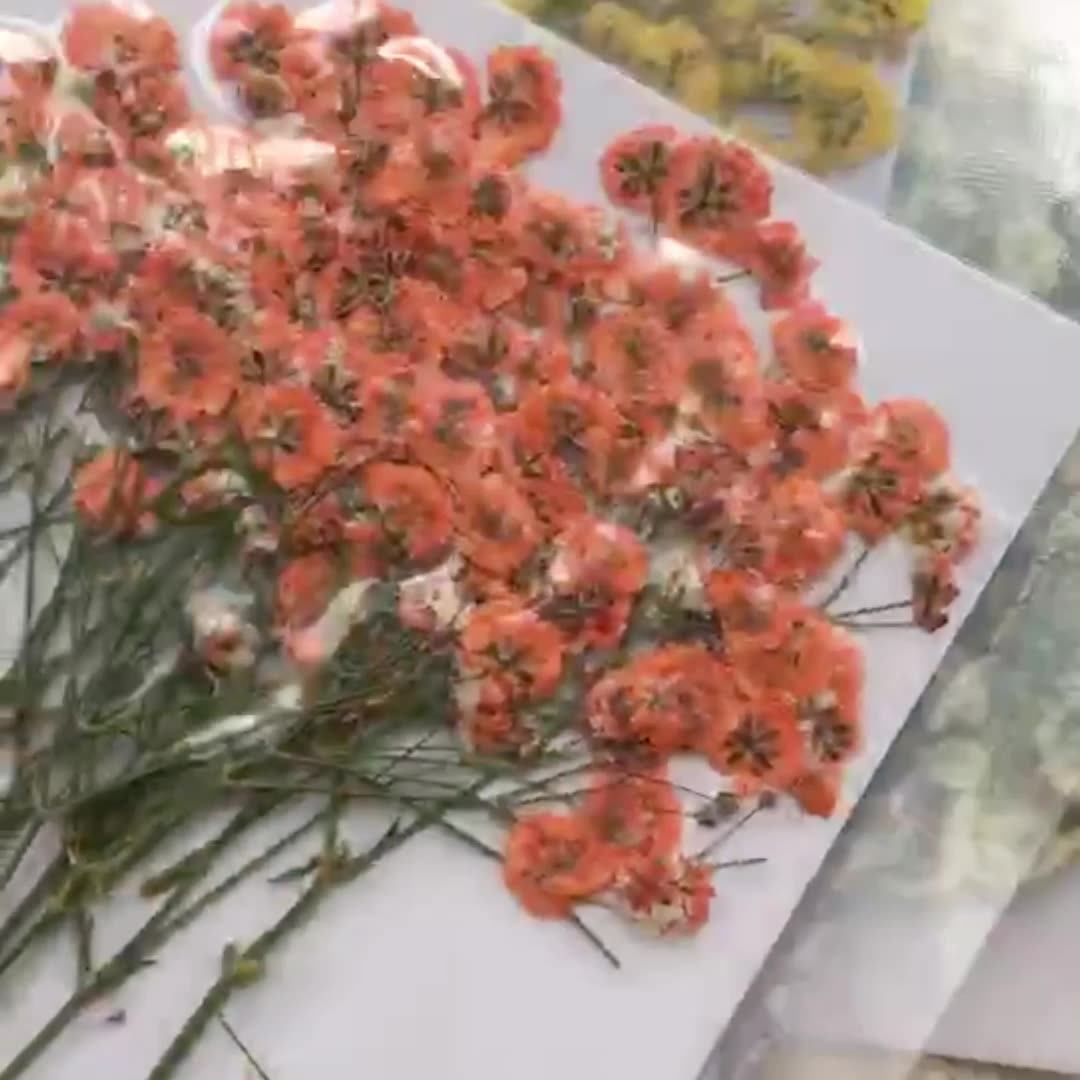 100 Pieces of Baby's Breath Pl - مراجعة Pressed Flower Frame وسعره