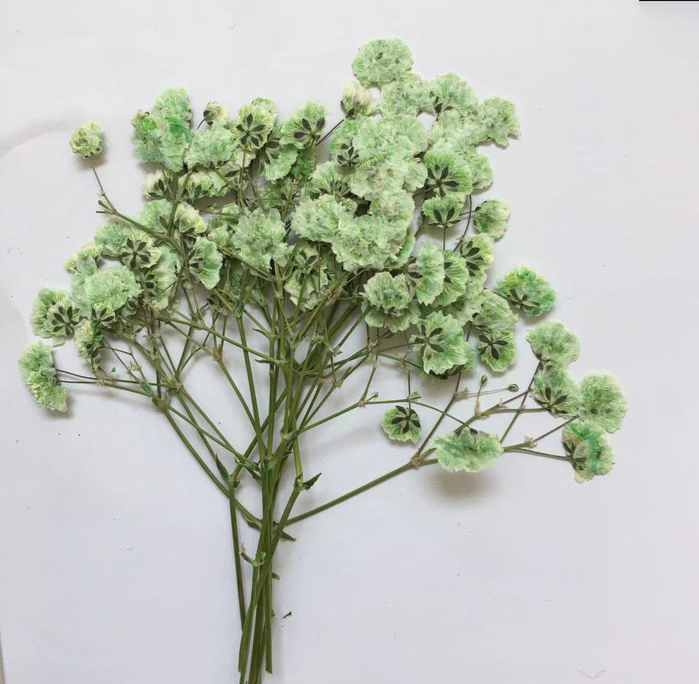 100 Pieces of Baby's Breath Pl - مراجعة Pressed Flower Frame وسعره