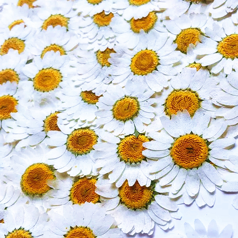 100Pcs Natural White Crystal C - مراجعة Pressed Flower Frame وسعره