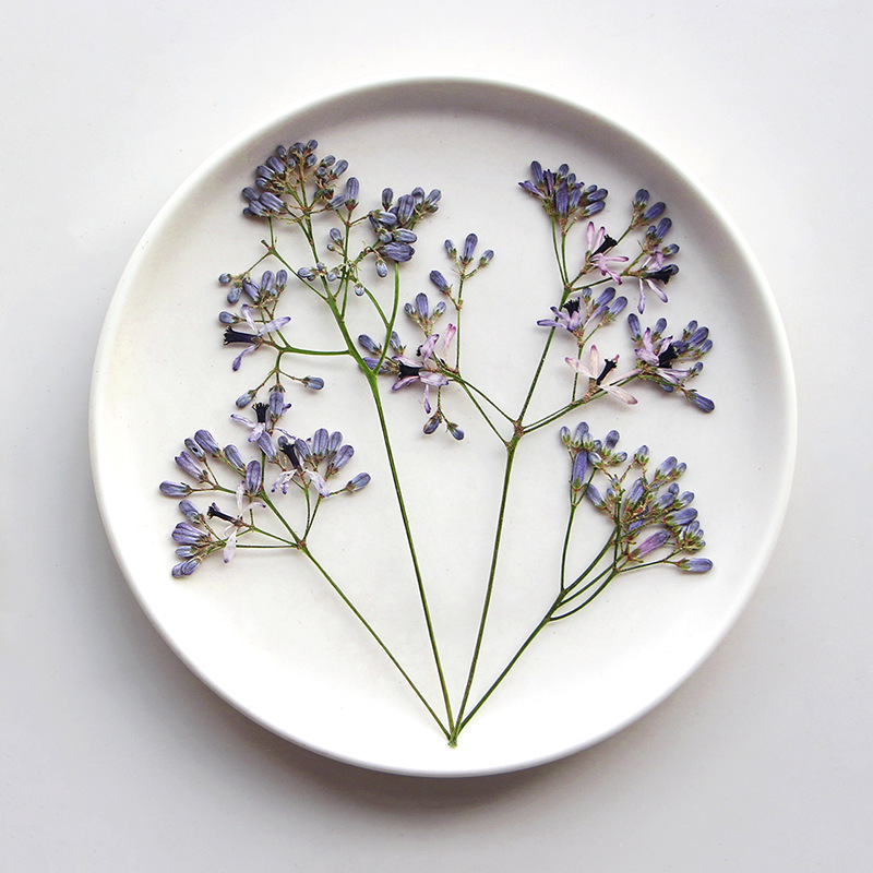 120pcs Pressed Dried Melia aze - مراجعة Pressed Flower Frame وسعره