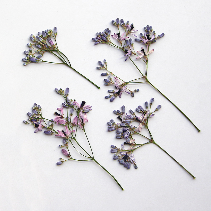120pcs Pressed Dried Melia aze - مراجعة Pressed Flower Frame وسعره