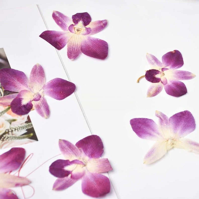 4pcs,Real Pressed Butterfly Or - مراجعة Pressed Flower Frame وسعره