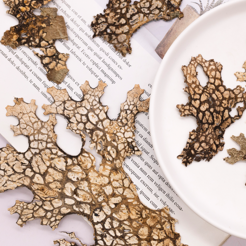 4pcs,Rare Bark Natural Pressed - مراجعة Pressed Flower Frame وسعره
