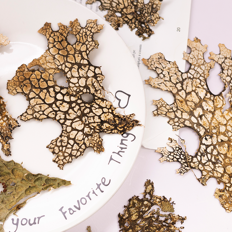 4pcs,Rare Bark Natural Pressed - مراجعة Pressed Flower Frame وسعره