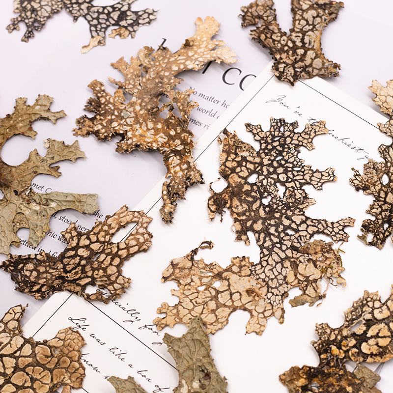 4pcs,Rare Bark Natural Pressed - مراجعة Pressed Flower Frame وسعره