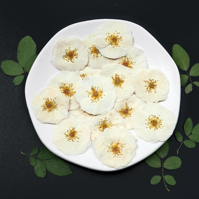 6pcs,9pcs,Nature White Rose Pr - مراجعة Pressed Flower Frame وسعره