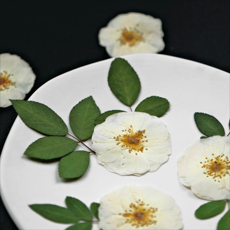 6pcs,9pcs,Nature White Rose Pr - مراجعة Pressed Flower Frame وسعره