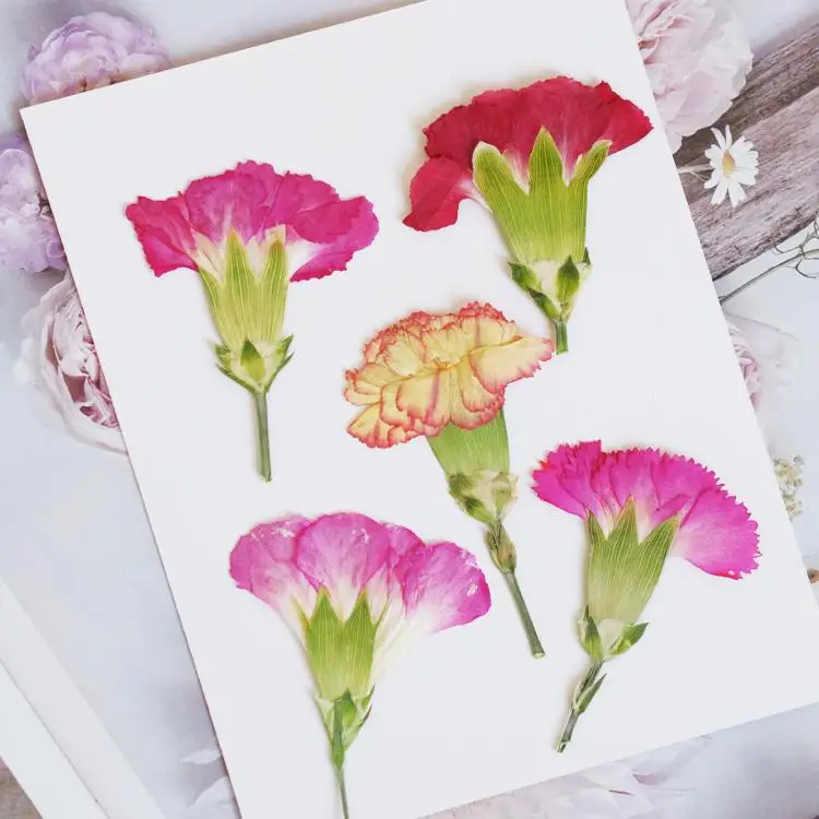 6pcs/4-7cm,Carnation dried flo - مراجعة Pressed Flower Frame وسعره