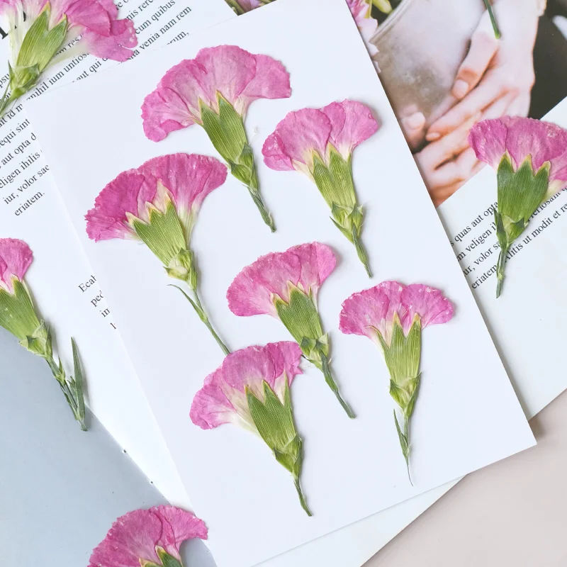 6pcs/4-7cm,Carnation dried flo - مراجعة Pressed Flower Frame وسعره