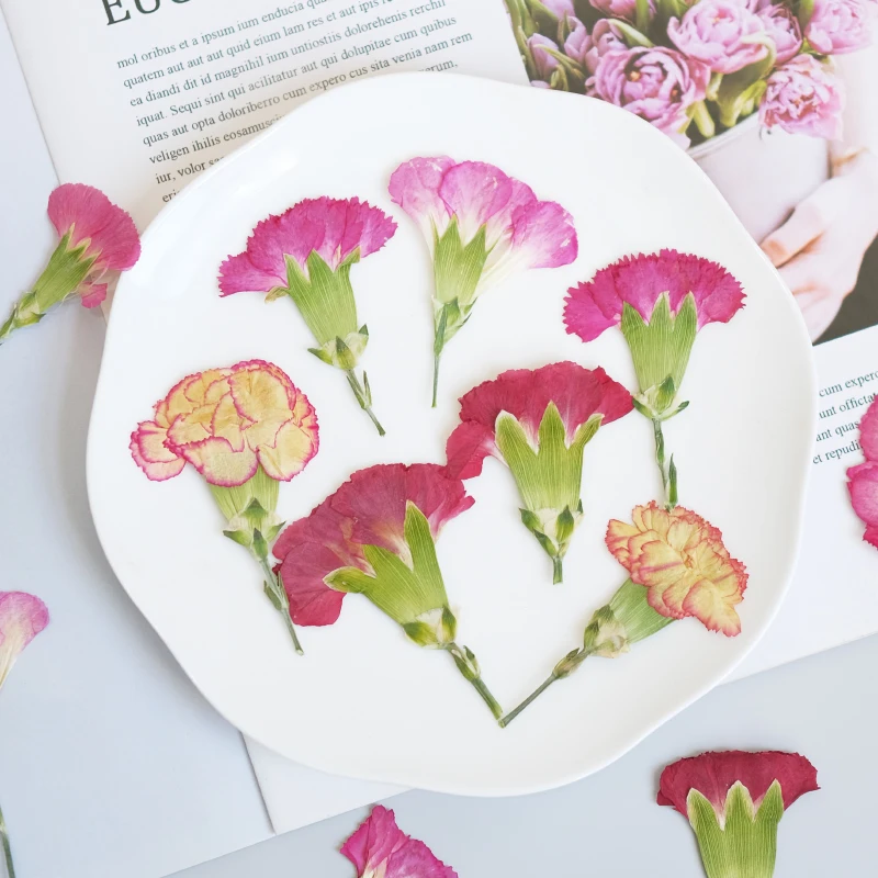 6pcs/4-7cm,Carnation dried flo - مراجعة Pressed Flower Frame وسعره