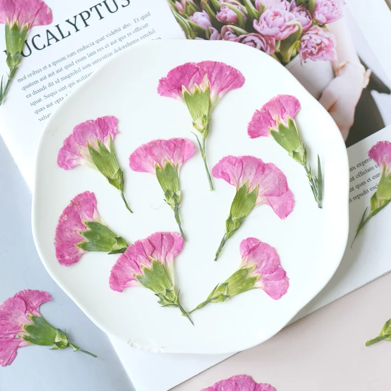 6pcs/4-7cm,Carnation dried flo - مراجعة Pressed Flower Frame وسعره