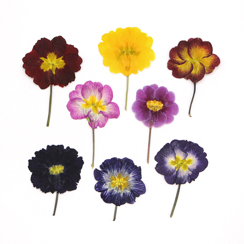 48Pcs European Primrose Teachi - مراجعة Pressed Flower Frame وسعره