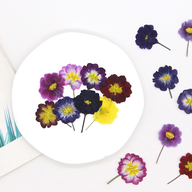 48Pcs European Primrose Teachi - مراجعة Pressed Flower Frame وسعره