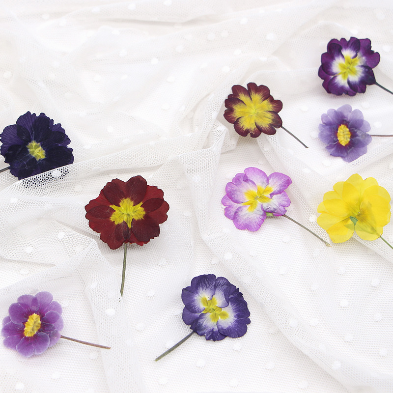 48Pcs European Primrose Teachi - مراجعة Pressed Flower Frame وسعره
