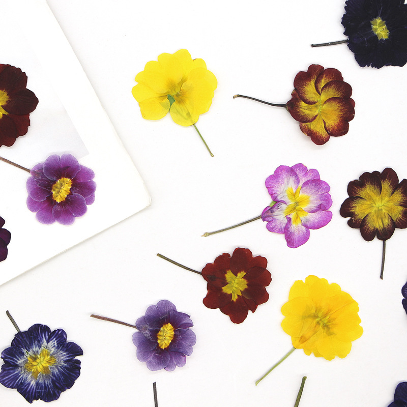 48Pcs European Primrose Teachi - مراجعة Pressed Flower Frame وسعره