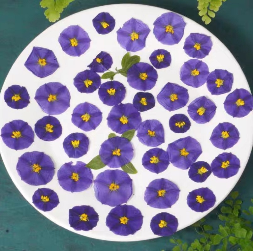 100pcs Pressed Dried Lycianthe - مراجعة Pressed Flower Frame وسعره