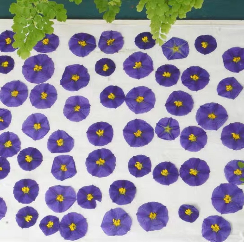 100pcs Pressed Dried Lycianthe - مراجعة Pressed Flower Frame وسعره