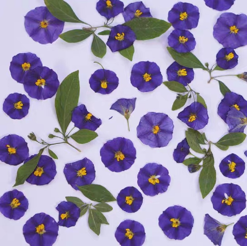100pcs Pressed Dried Lycianthe - مراجعة Pressed Flower Frame وسعره