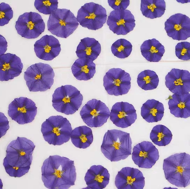 100pcs Pressed Dried Lycianthe - مراجعة Pressed Flower Frame وسعره