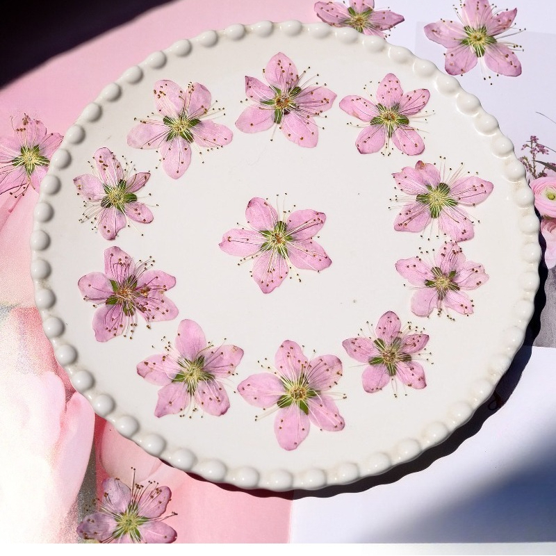 3-4cm./6pcs,Pink Peach Blossom - مراجعة Pressed Flower Frame وسعره