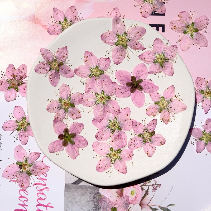 3-4cm./6pcs,Pink Peach Blossom - مراجعة Pressed Flower Frame وسعره