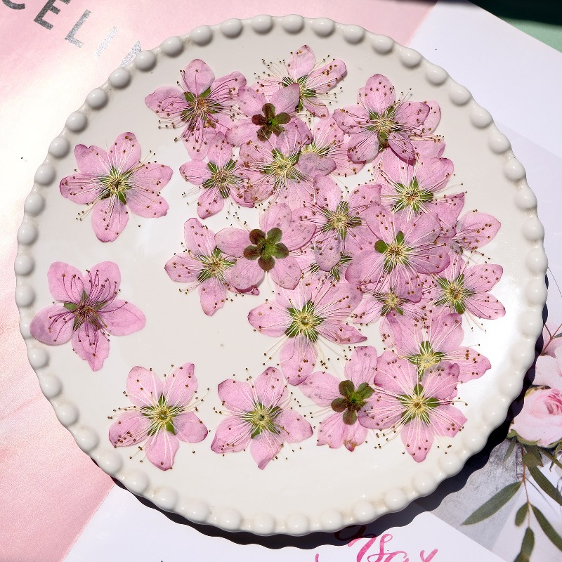 3-4cm./6pcs,Pink Peach Blossom - مراجعة Pressed Flower Frame وسعره