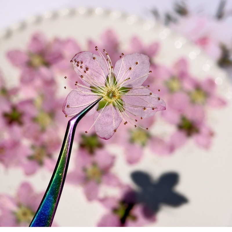 3-4cm./6pcs,Pink Peach Blossom - مراجعة Pressed Flower Frame وسعره