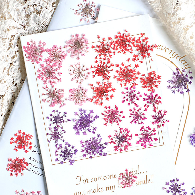 24pcs,2-2.5cm,nature Dyed Mini - مراجعة Pressed Flower Frame وسعره
