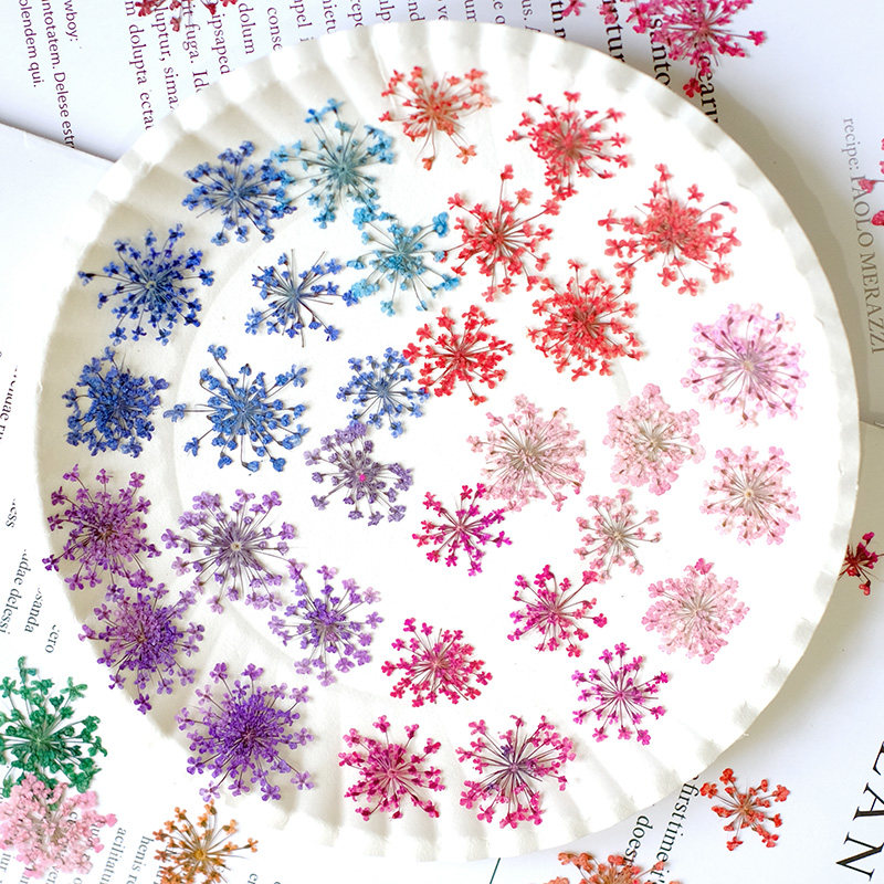 24pcs,2-2.5cm,nature Dyed Mini - مراجعة Pressed Flower Frame وسعره