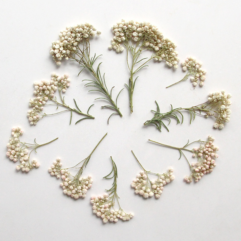 12pcs,Nature Millet flower bra - مراجعة Pressed Flower Frame وسعره