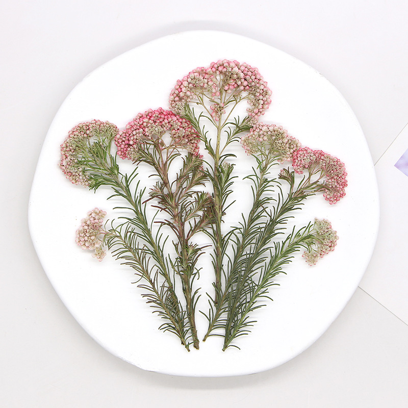 12pcs,Nature Millet flower bra - مراجعة Pressed Flower Frame وسعره