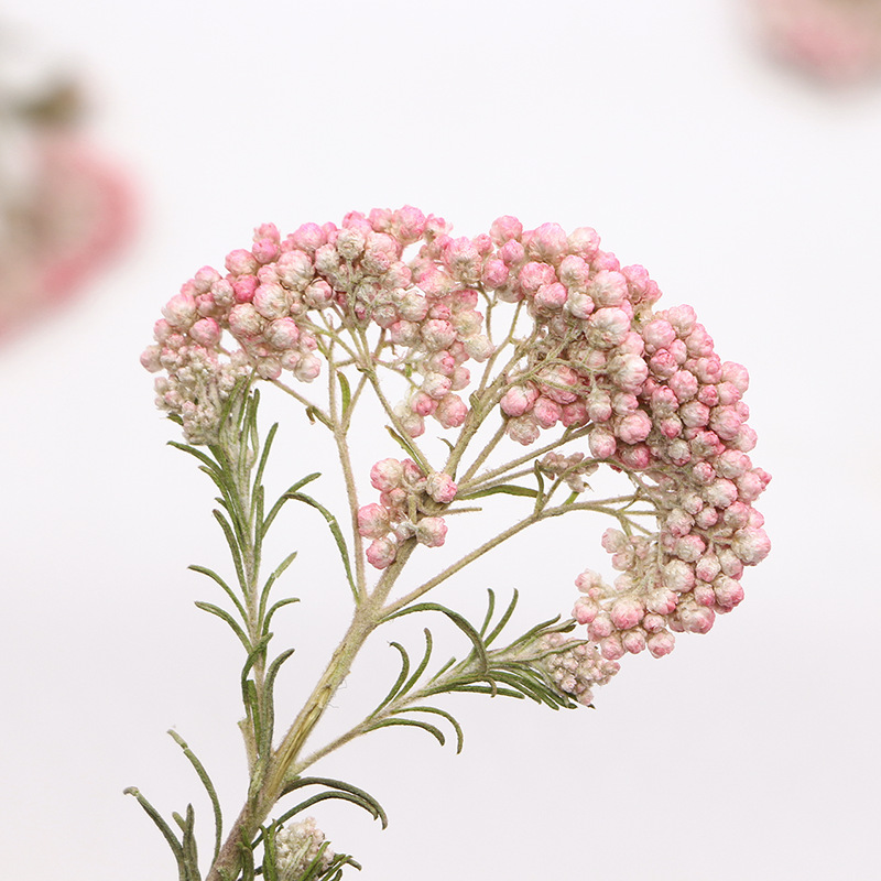 12pcs,Nature Millet flower bra - مراجعة Pressed Flower Frame وسعره