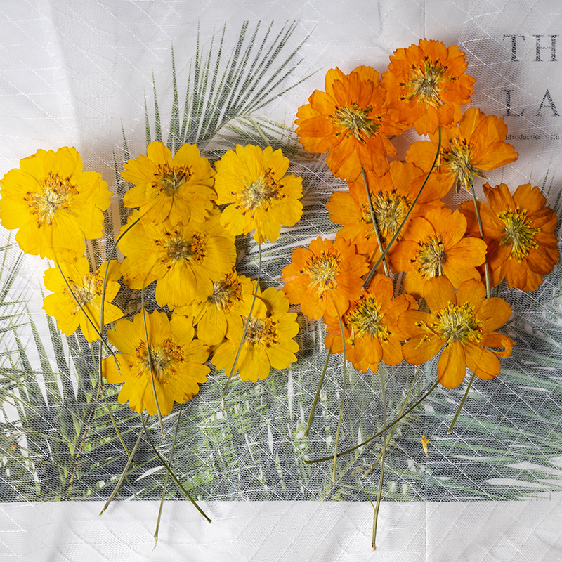 8-10cm/24pcs,nature pressed Co - مراجعة Pressed Flower Frame وسعره