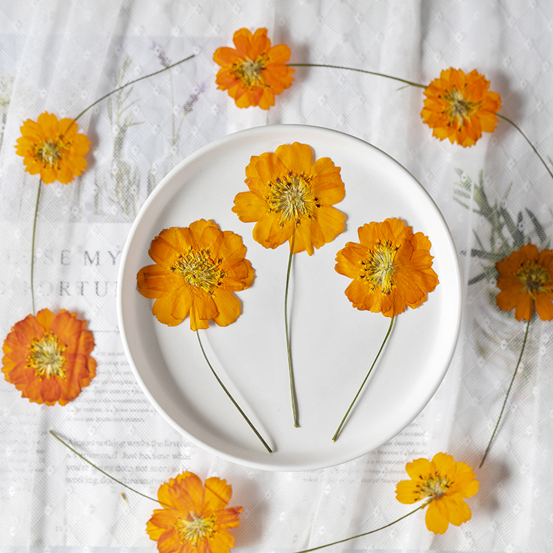 8-10cm/24pcs,nature pressed Co - مراجعة Pressed Flower Frame وسعره