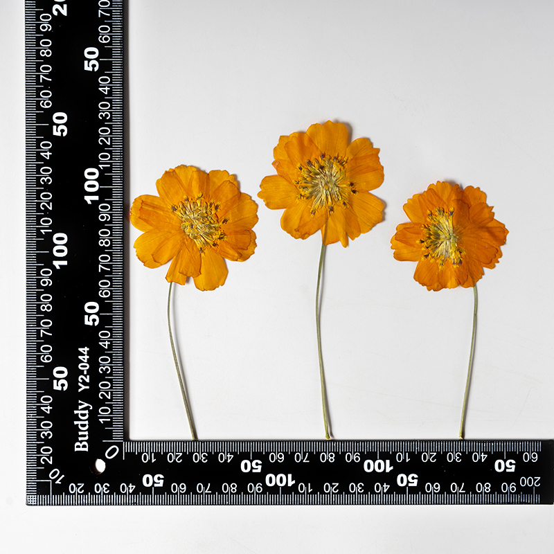 8-10cm/24pcs,nature pressed Co - مراجعة Pressed Flower Frame وسعره