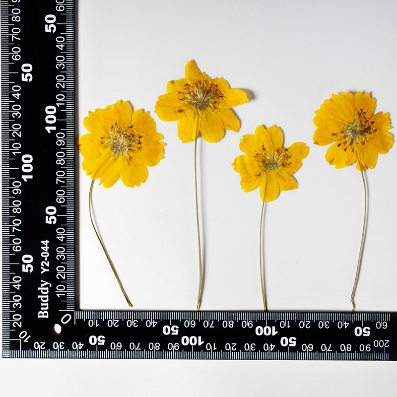 8-10cm/24pcs,nature pressed Co - مراجعة Pressed Flower Frame وسعره