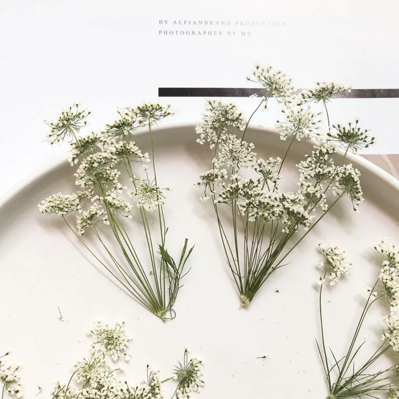 5-7cm/12pcs,Snow Tiny Flowers  - مراجعة Pressed Flower Frame وسعره