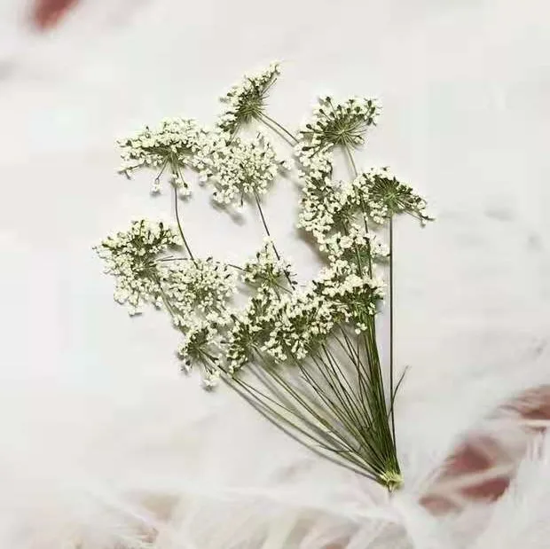 5-7cm/12pcs,Snow Tiny Flowers  - مراجعة Pressed Flower Frame وسعره