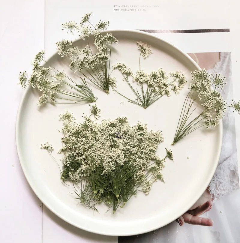 5-7cm/12pcs,Snow Tiny Flowers  - مراجعة Pressed Flower Frame وسعره