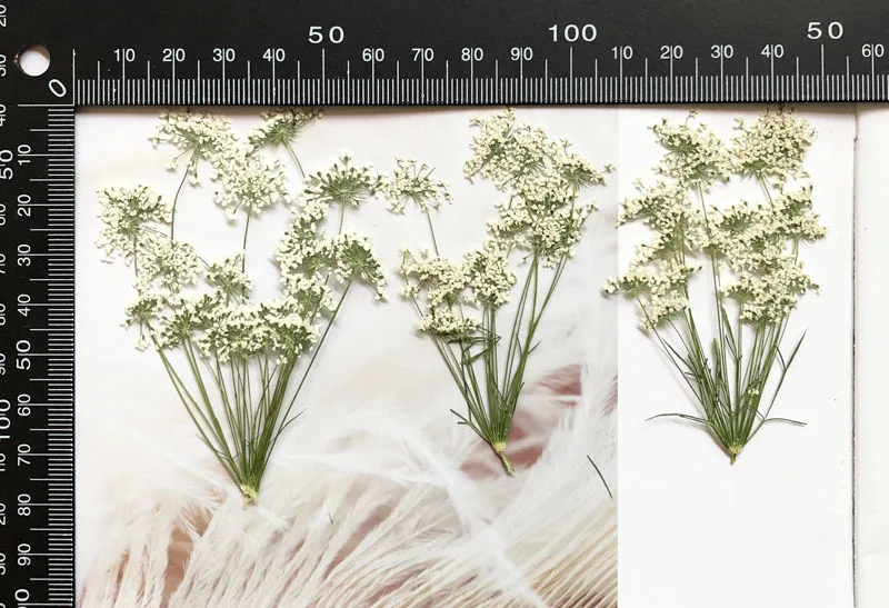 5-7cm/12pcs,Snow Tiny Flowers  - مراجعة Pressed Flower Frame وسعره