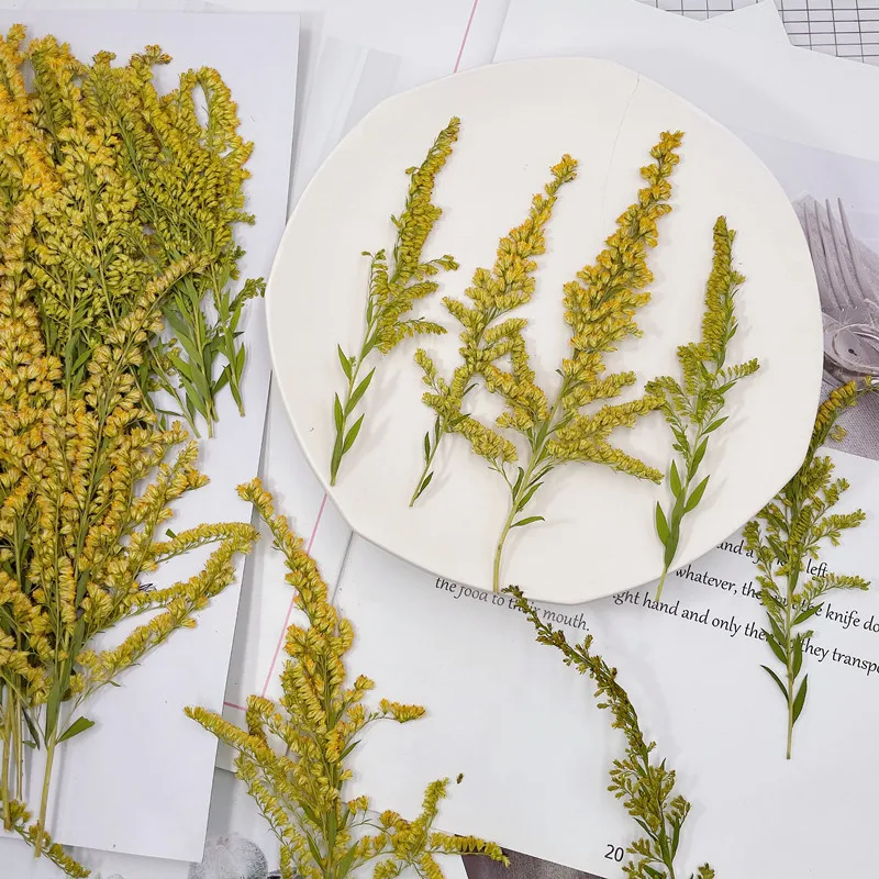 6-10cm/24pcs,natural pressed f - مراجعة Pressed Flower Frame وسعره